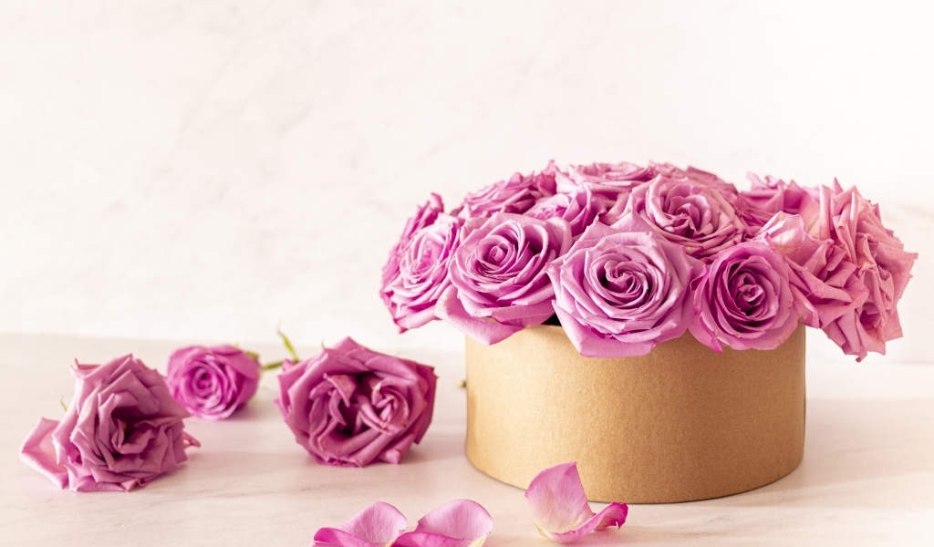 Красивые розовые розы в картонной коробке на белом фоне