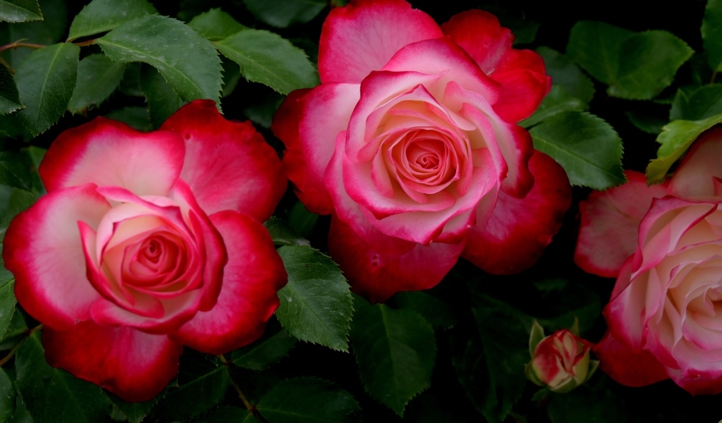 Красивые розовые розы с зелеными листьями на клумбе