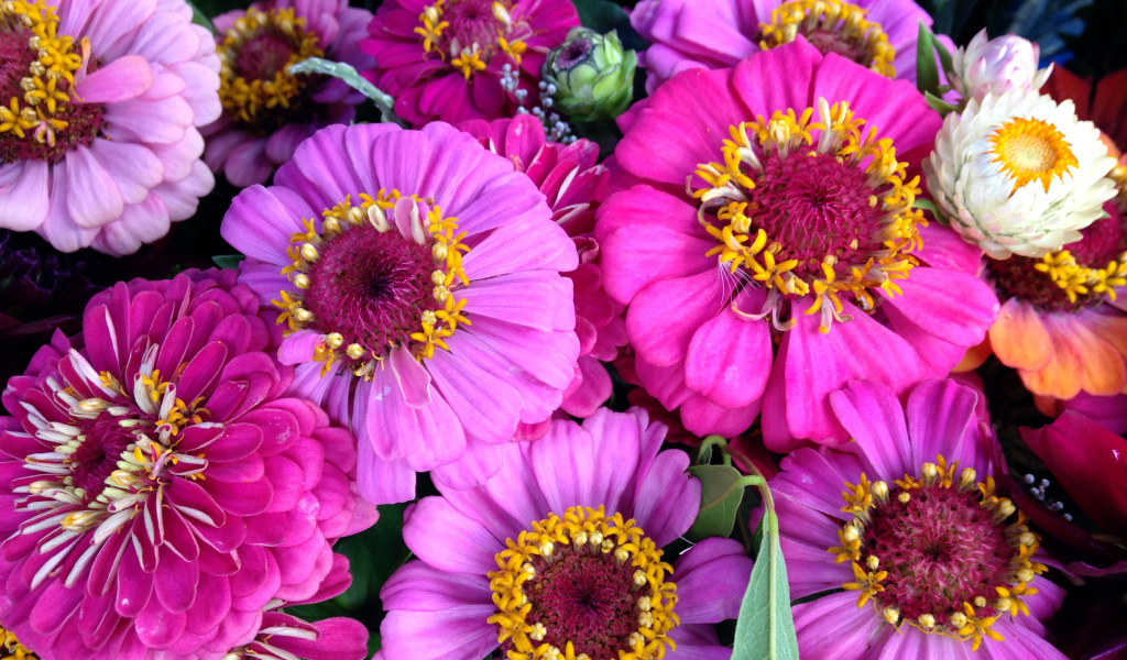 Красивые розовые цветы цинния