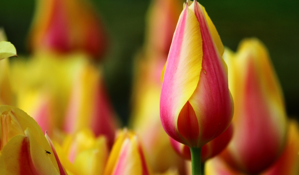 Красивый красный тюльпан с желтыми краями на лепестках