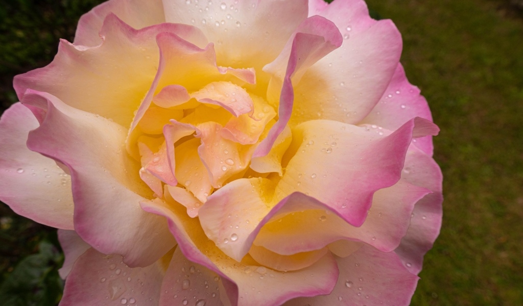 Красивая роза Глория Дей в каплях росы