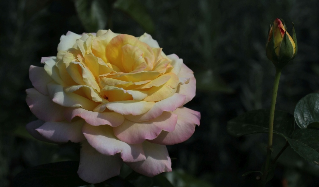 Красивая роза сорт Глория Дэй с бутоном