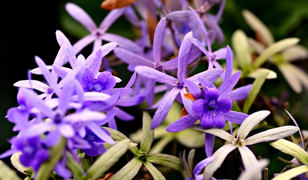 Красивые маленькие сиреневые цветы