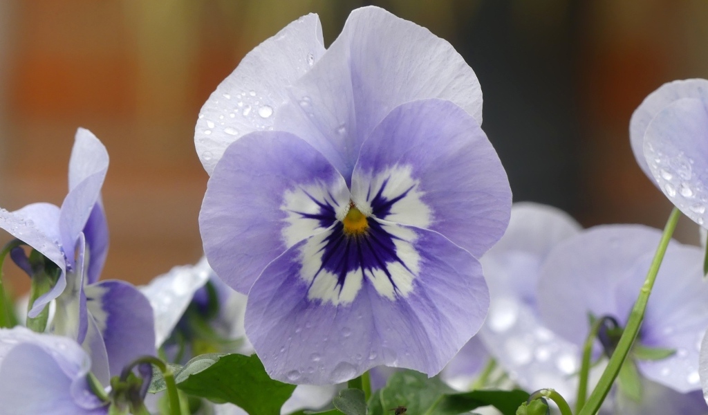 Красивый маленький цветок Анютины глазки крупным планом