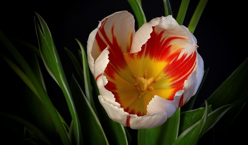Красивый тюльпан с зелеными листьями на черном фоне