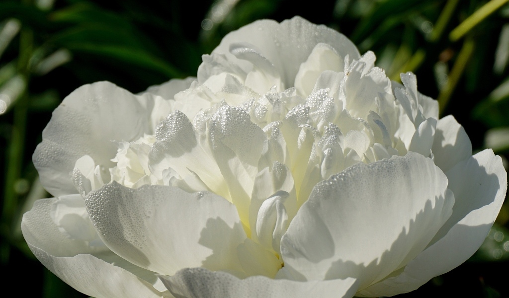 Красивый белый пион в каплях росы