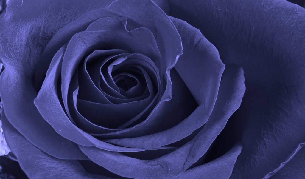 Большая синяя роза крупным планом