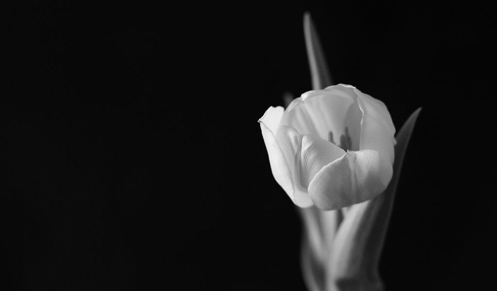 Черно-белое фото тюльпана