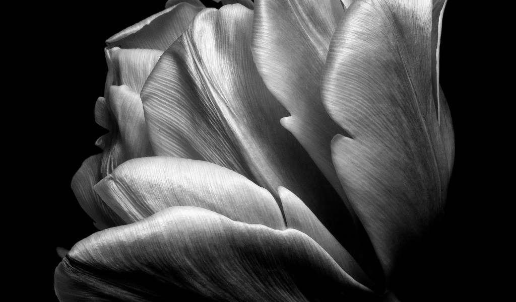 Черно-белое фото тюльпана