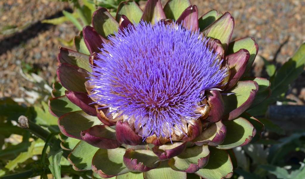 Цветущий артишок на огороде