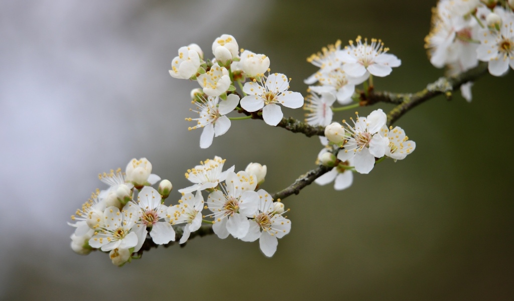 Цветущая ветка вишни весной крупным планом