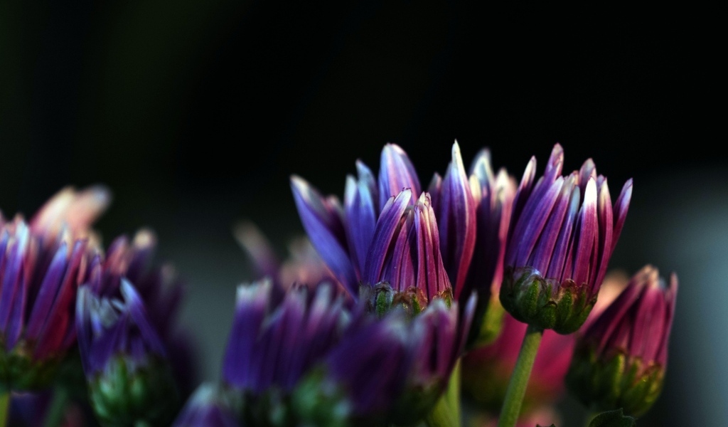 Распускающиеся сиреневые цветы хризантемы