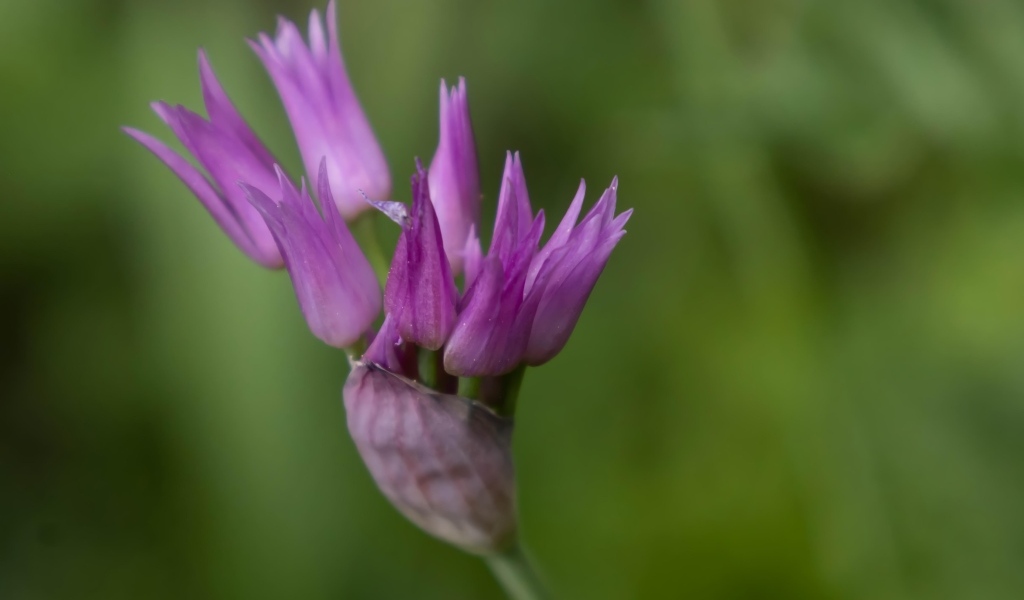 Распускающийся сиреневый цветок африканского лука