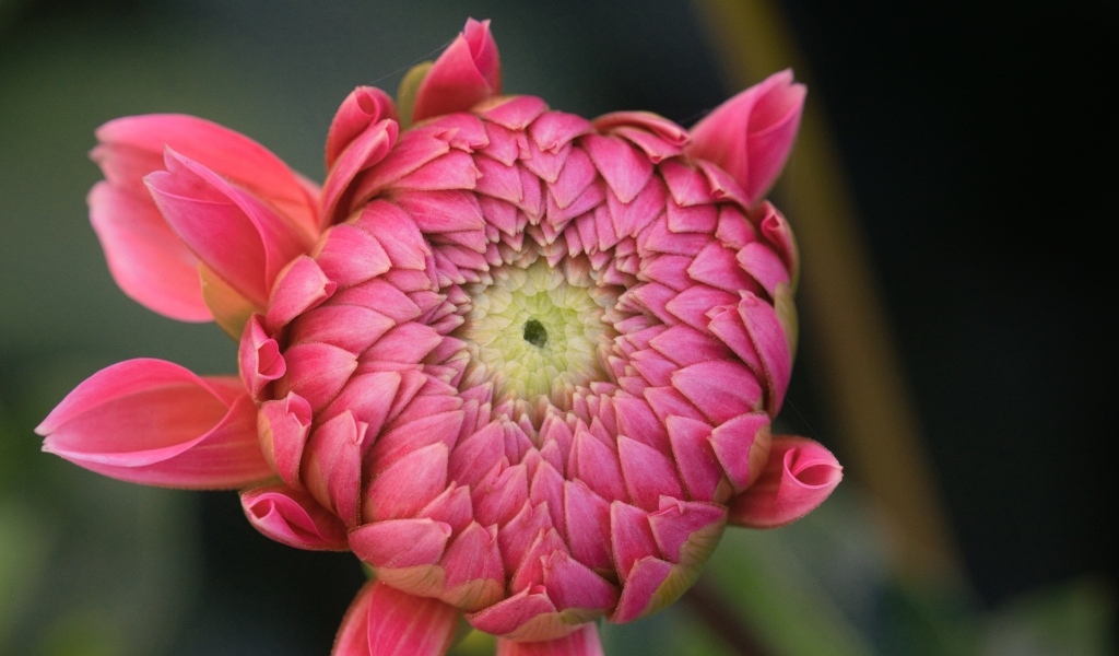 Распускающийся розовый цветок георгина