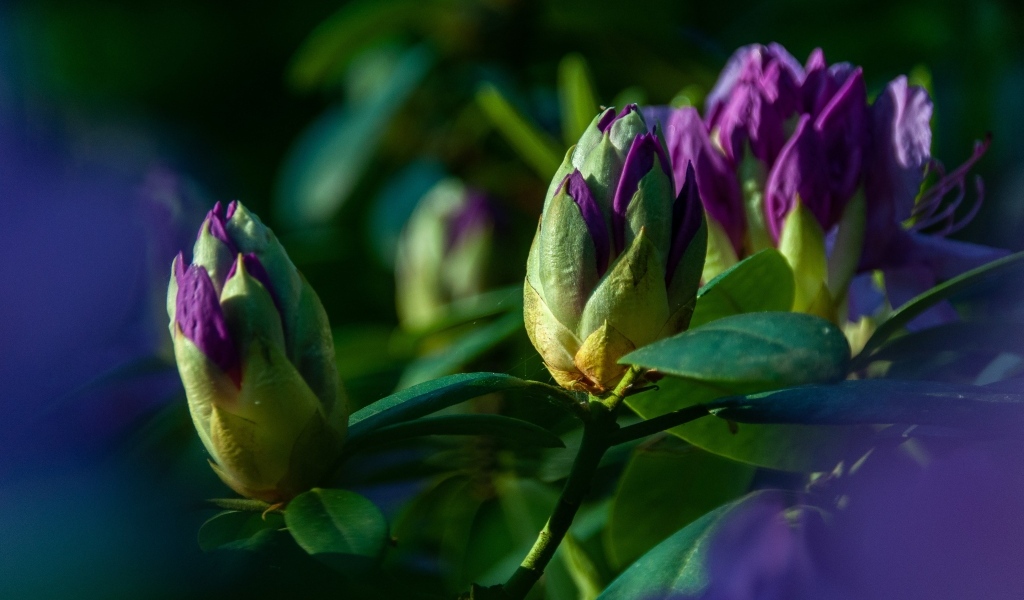 Распускающийся цветок рододендрона