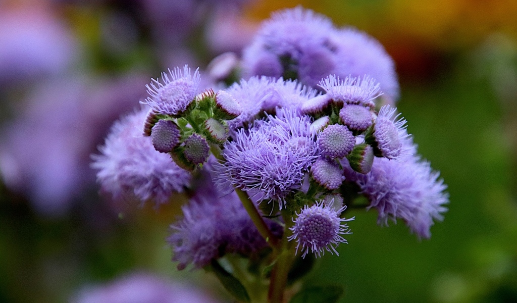 Синие цветы агератум на клумбе