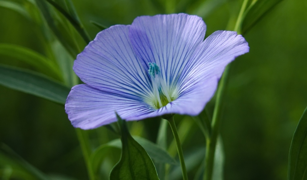 Голубой цветок льна в зеленой траве
