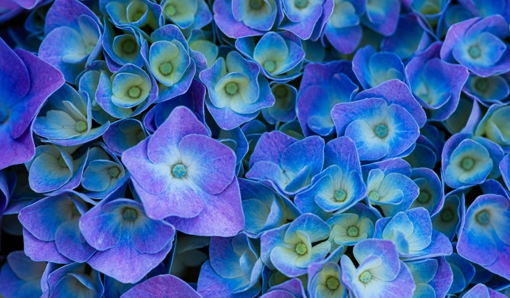 Синие цветы гортензии крупным планом