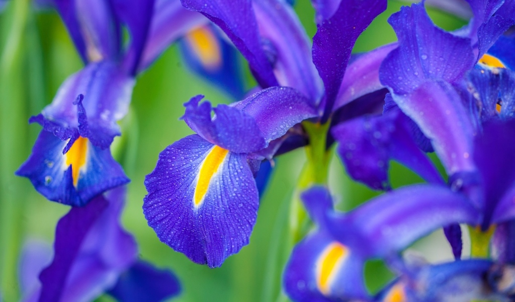 Синие цветы ириса крупным планом