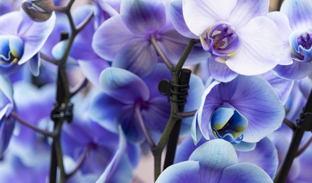Голубые цветы орхидеи крупным планом
