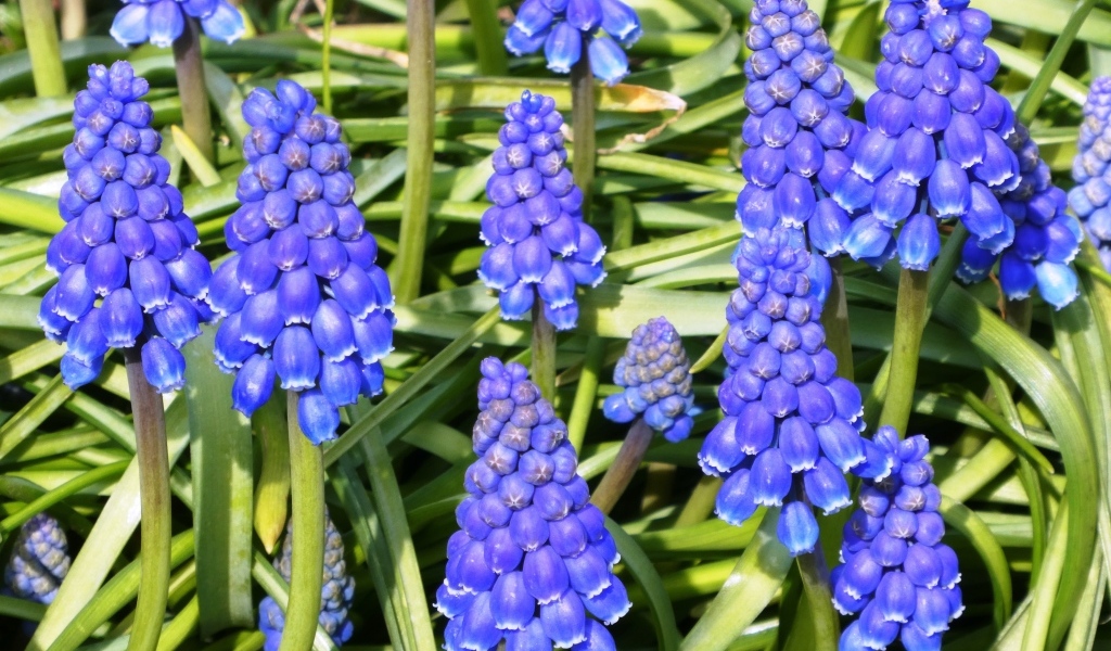 Синие маленькие садовые цветы мускари крупным планом