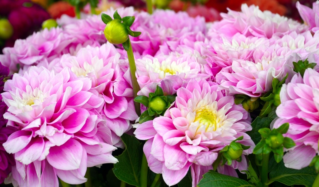 Букет красивых пышных цветов георгина