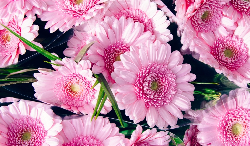 Букет красивых розовых цветов герберы