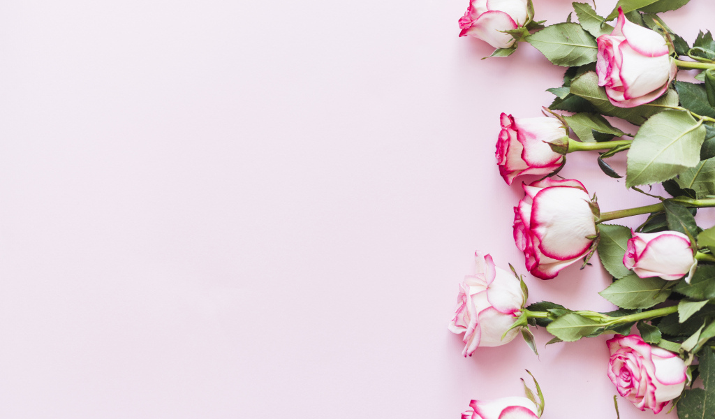 Букет нежных роз на розовом фоне, шаблон