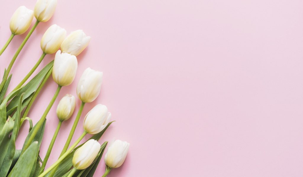 Букет нежных белых тюльпанов на розовом фоне, шаблон 