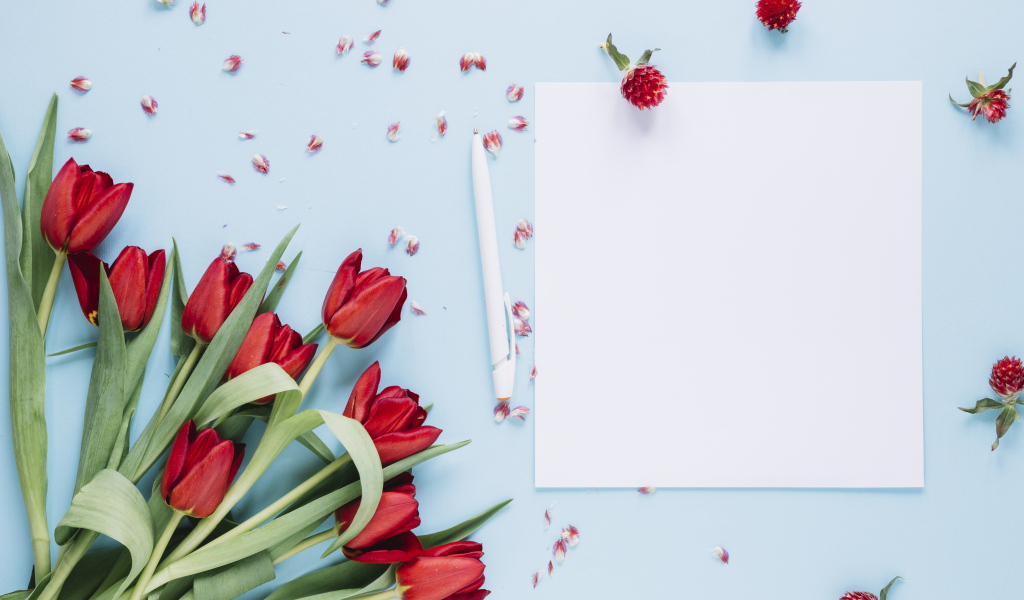 Букет красных тюльпанов с белыми листами на голубом фоне, шаблон 