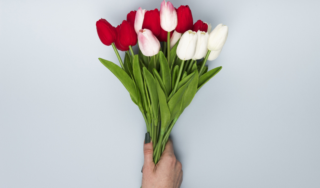 Букет белых и красных цветов тюльпана на сером фоне