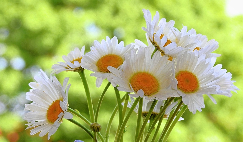 Букет белых ромашке с желтой серединкой