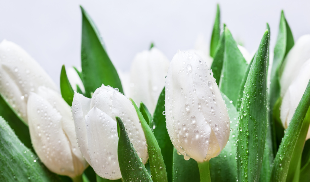 Букет белых тюльпанов с зелеными листьями в каплях дождя