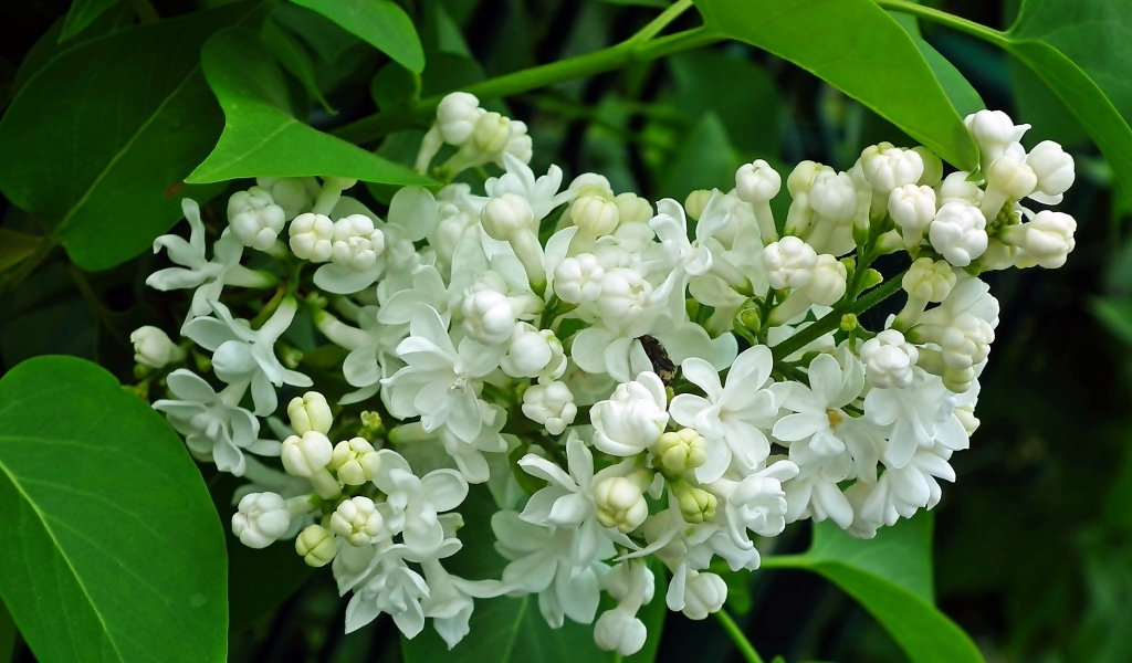 Ветка с нежными белыми цветами сирени