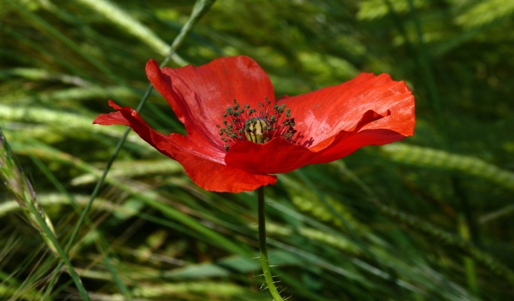 Яркий алый мак в зеленой траве вблизи