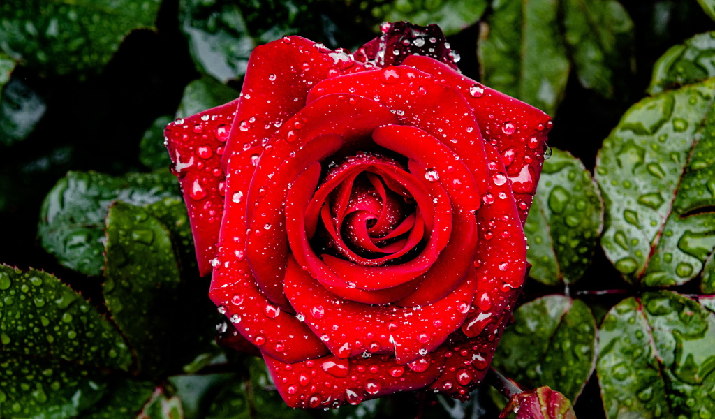 Яркая алая роза в каплях дождя с зелеными листьями