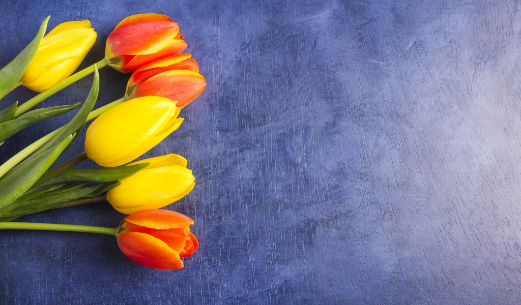 Яркие тюльпаны на синем фоне