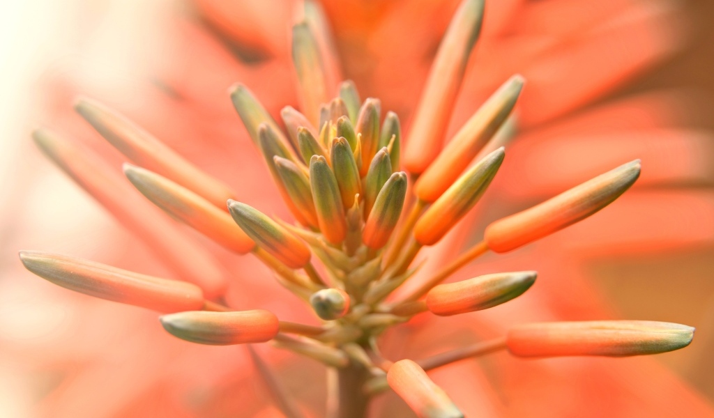 Бутоны оранжевого комнатного цветка лилии