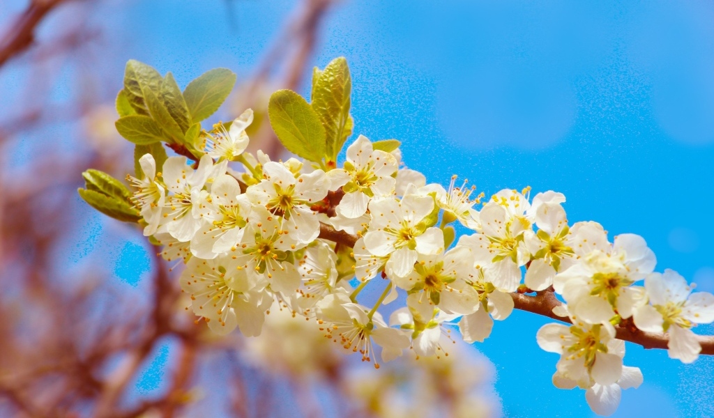 Ветка черешни с крупными цветами на фоне неба