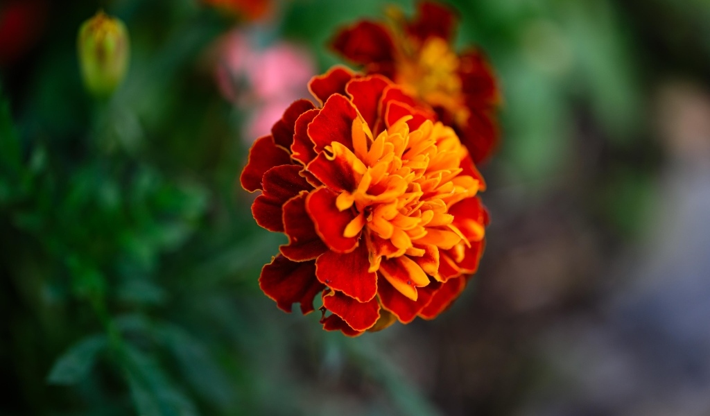 Цветок садового бархатца крупным планом