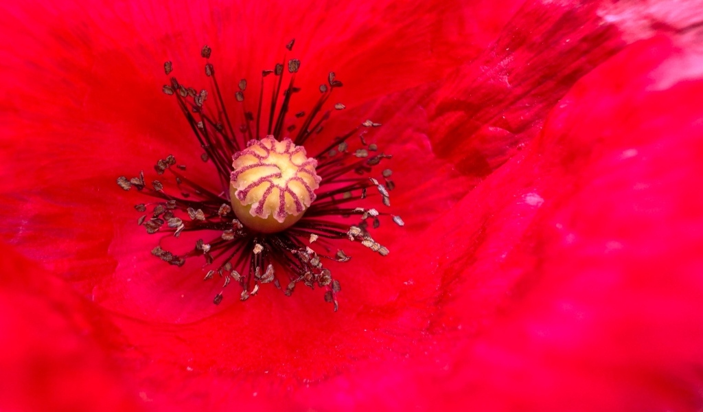 Серединка большого красного мака крупным планом