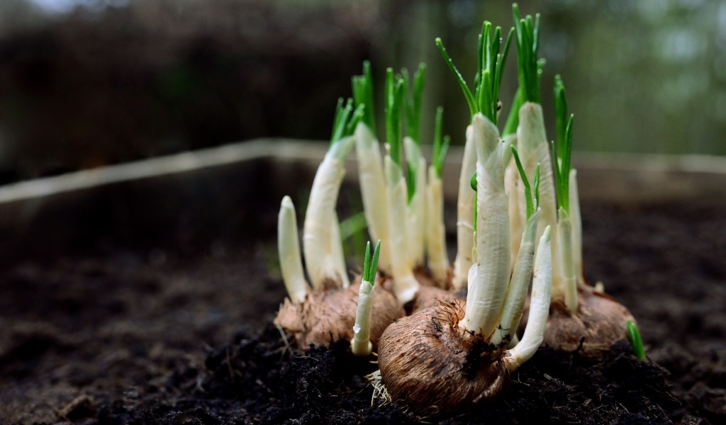 Цветы крокуса с зелеными листьями крупным планом