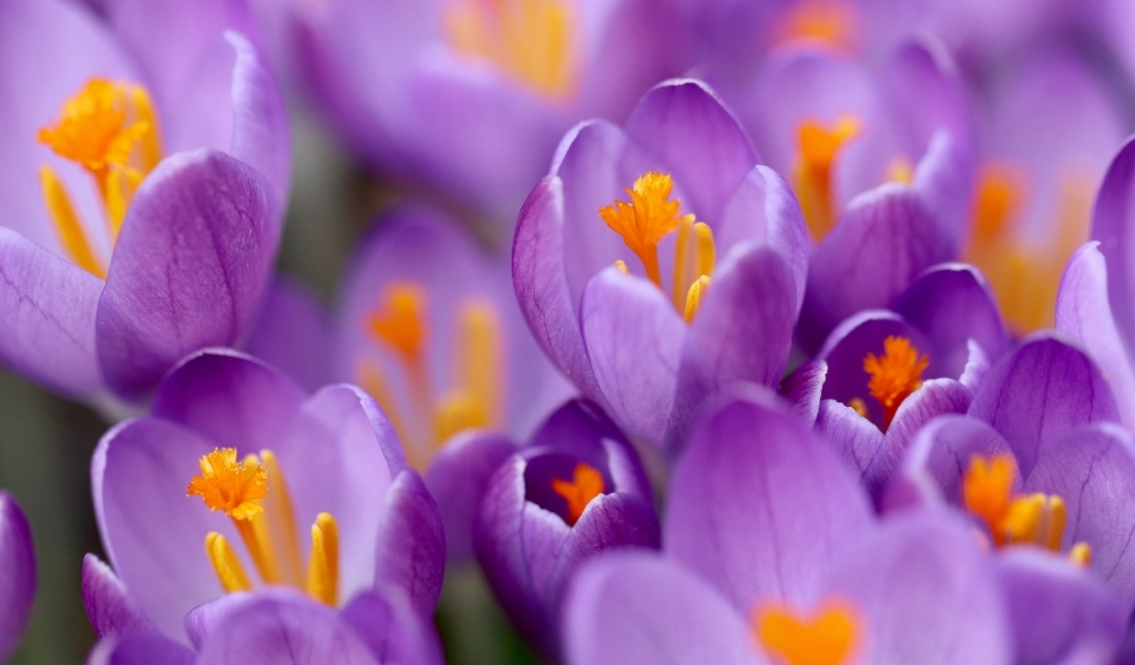 Крокусы на клумбе крупным планом
