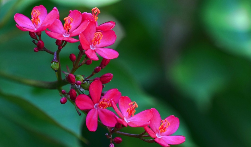 Милые розовые цветы перегринас крупным планом