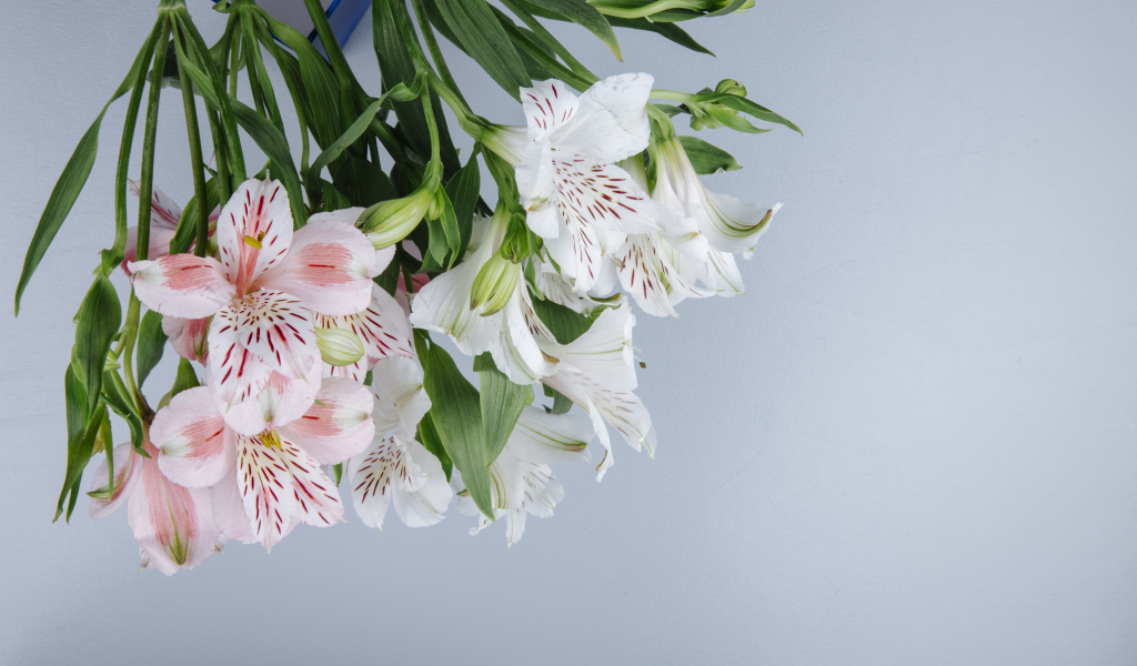 Нежные цветы альстромерии на сером фоне