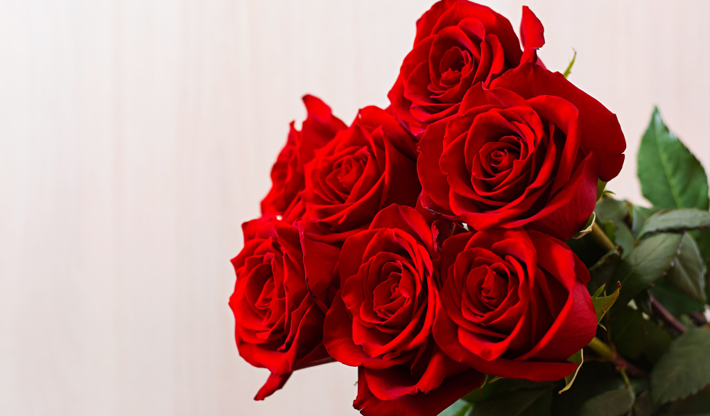 Нежные красивые красные розы на сером фоне