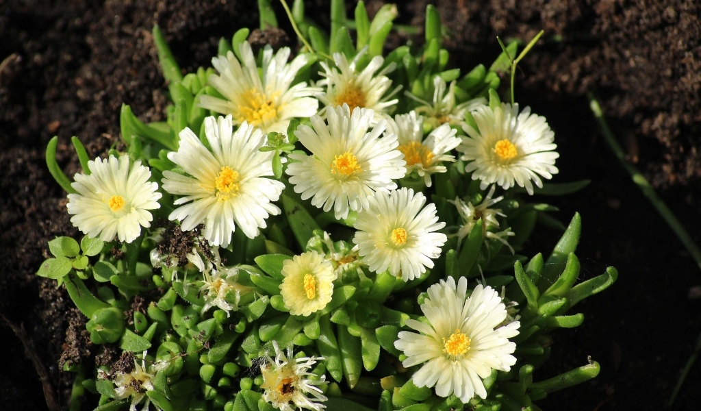 Нежные садовые цветы очиток на клумбе