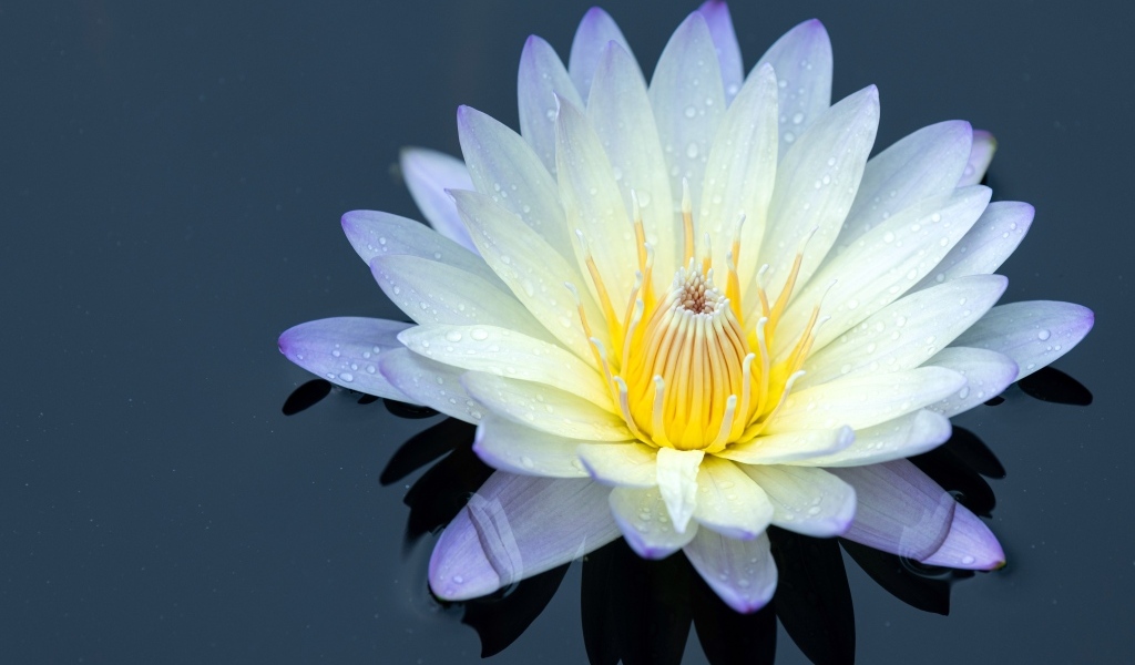 Нежный цветок лотоса в черной холодной воде