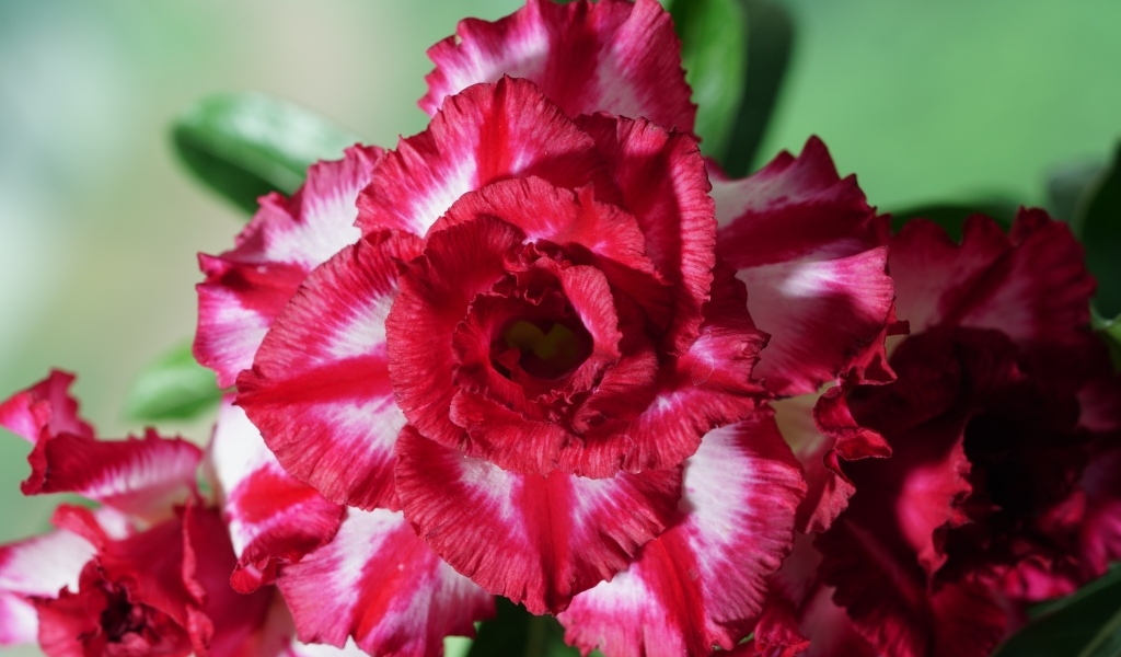 Нежные лепестки цветка адениум