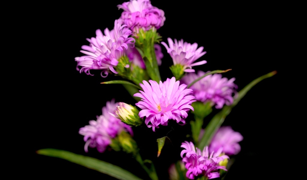 Нежные розовые цветы сентябринка на черном фоне